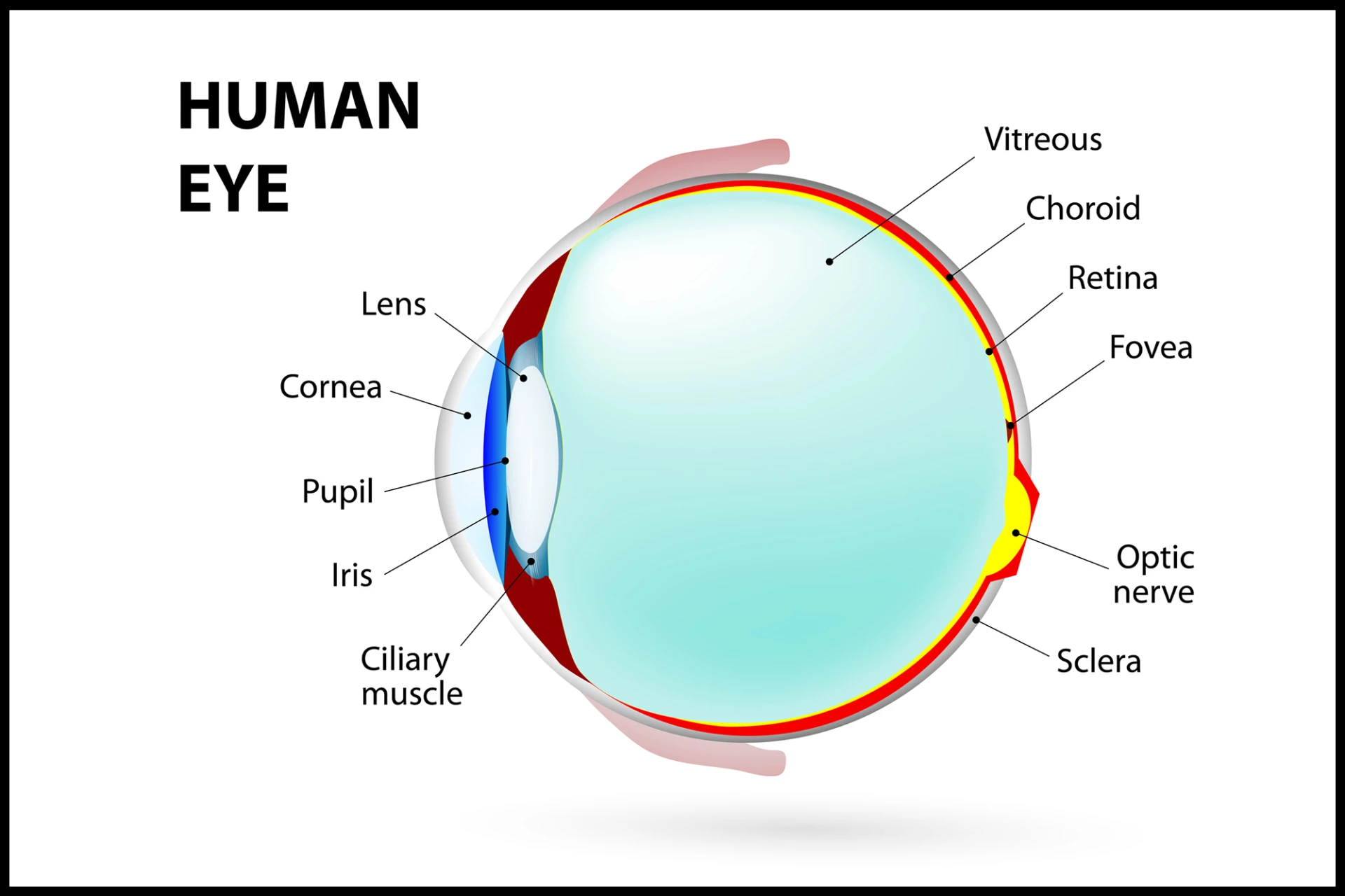 Diagrama médico que muestra un corte transversal del ojo humano con etiquetas en inglés que identifican estructuras como la córnea, iris, pupila, lente, retina, nervio óptico y otras partes internas.