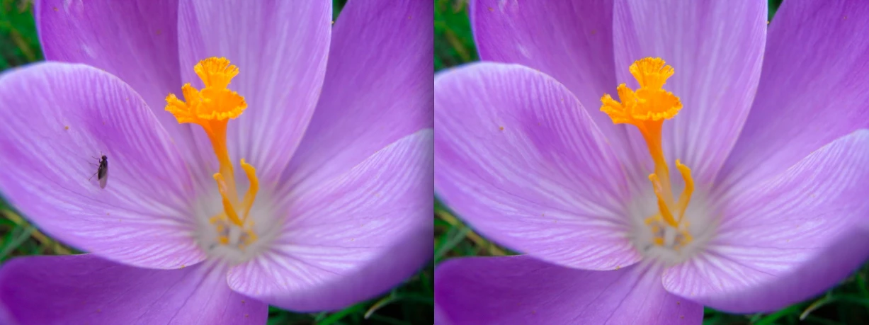 Before and after: flower with and without fly (Photo: Gizmag)