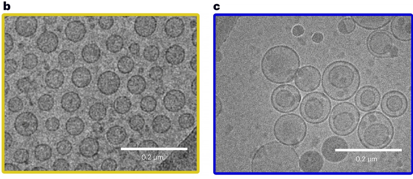 Regular liposomes (yellow border) and concentrisomes with inner and outer compartments on the right (blue border)