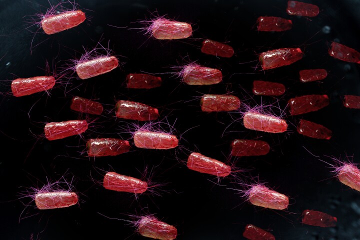 Iron levels trigger the formation of 'memories' in E. coli bacteria, according to new research