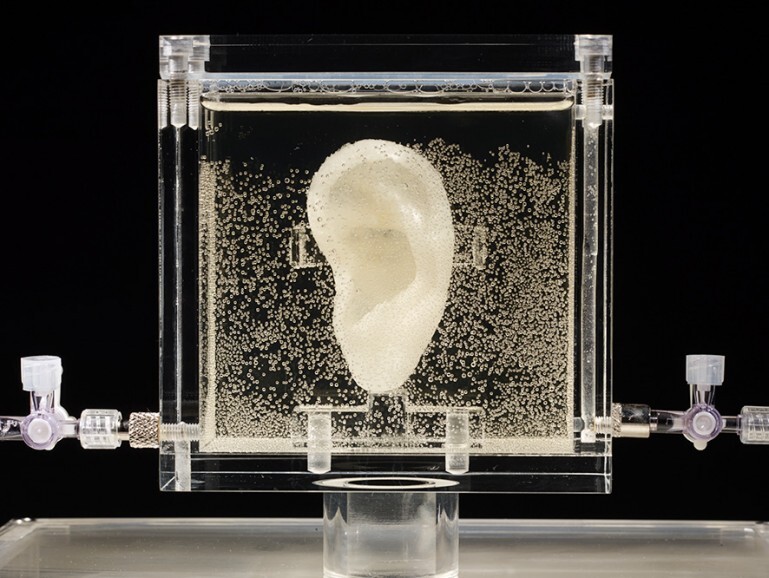 Dutch artist Diemut Strebe has grown a living replica of Van Gough's ear