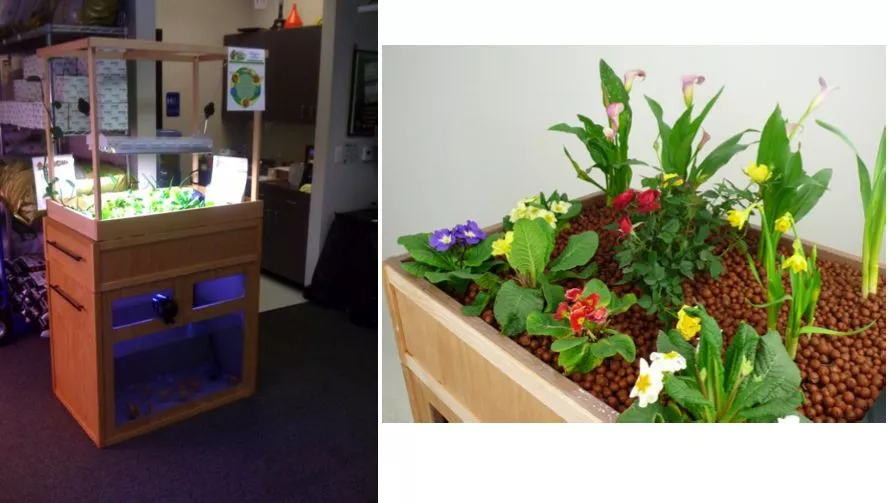 The Fishy Farm lets users raise fish, vegetables... and worms