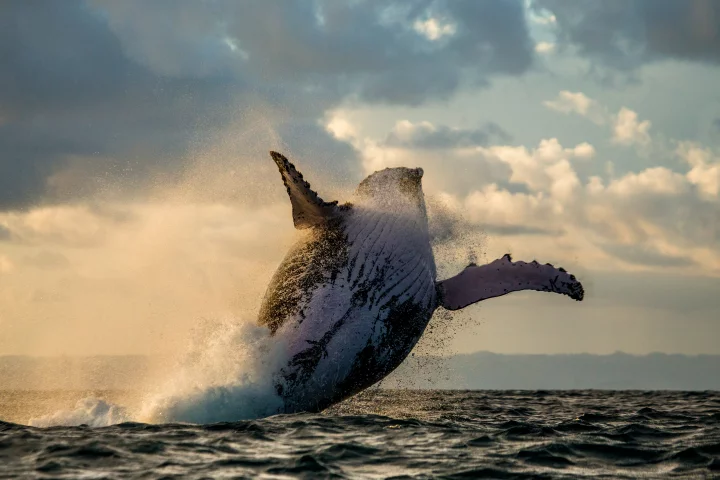 The researchers say that whale songs are one of the most striking examples of social learning in non-human animals