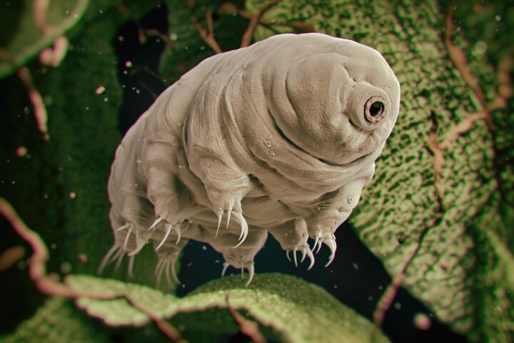 Water bear, moss piglet, scientific marvel: the tiny tardigrade