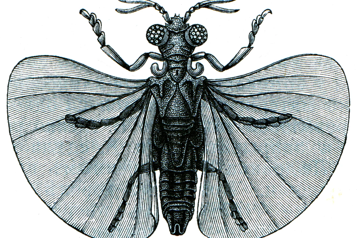 An 1896 illustration of Xenos peckii