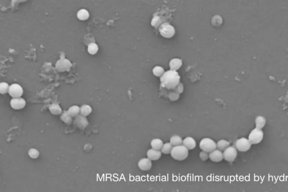 Only a few bacteria are left over, after the hydrogel was used to destroy a solid bacterial biofilm
