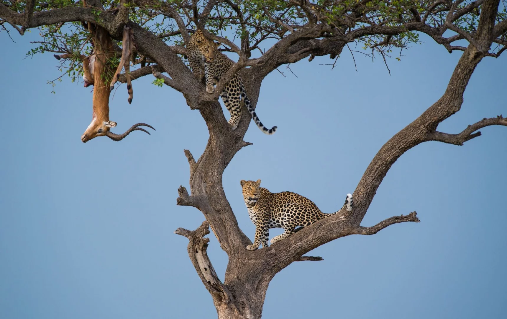 Remarkable Award in Animals in their Environment. Leap of Leopards
