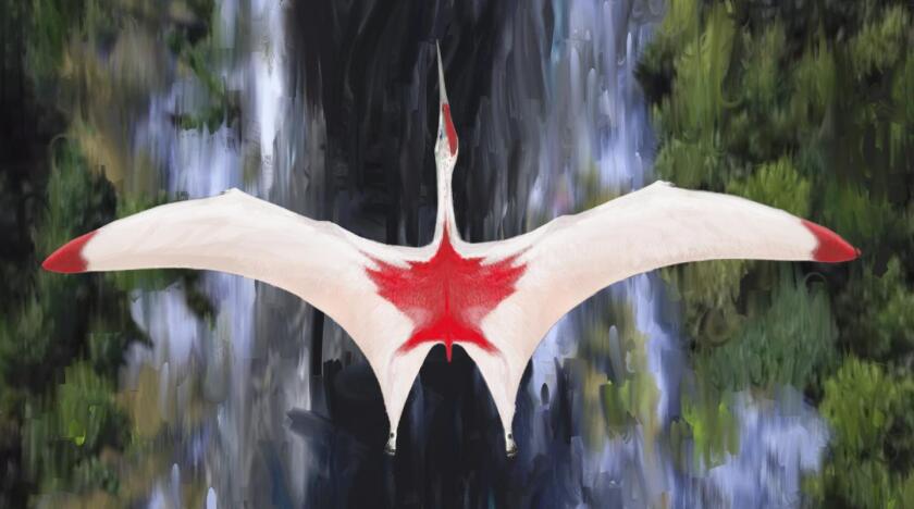 An overhead view of Cryodrakon boreas – which likely wasn't really colored like the Canadian flag