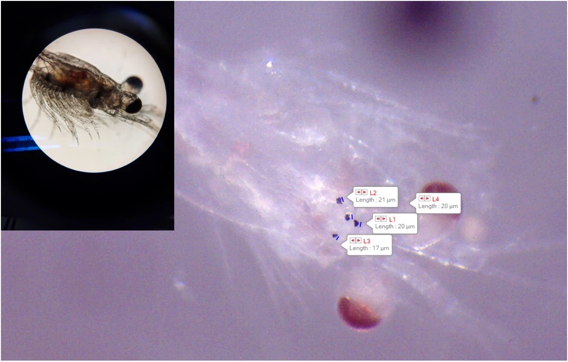 Seven-day-old shrimp with tire wear particles in their gut