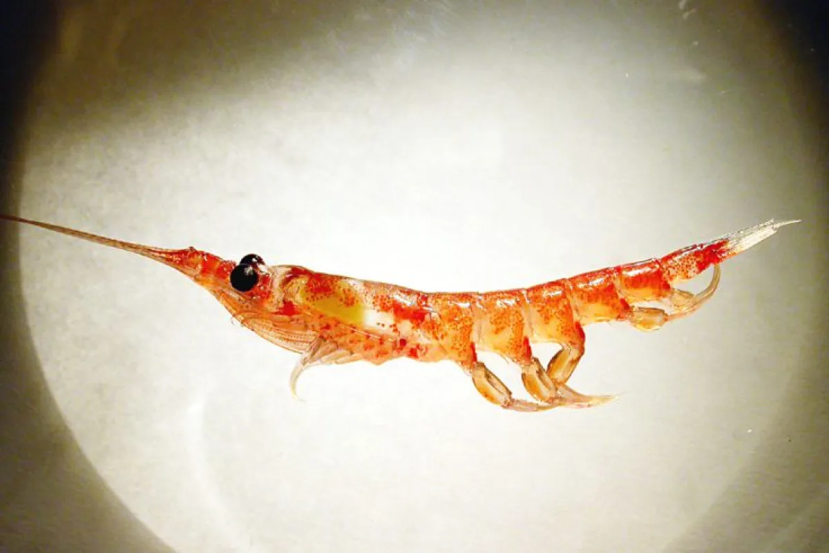 Antarctic krill (Euphausia superba) are the diet of many animals in the Southern Ocean