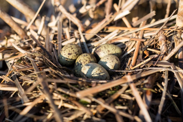 Research suggests that gull embryos can communicate important environmental information to each other before hatching