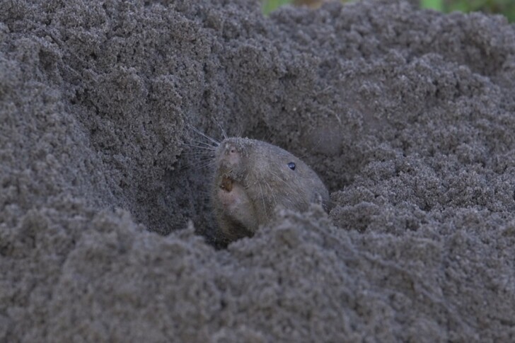 Rarely seen above-ground, a pocket gopher peeks out of one its tunnels