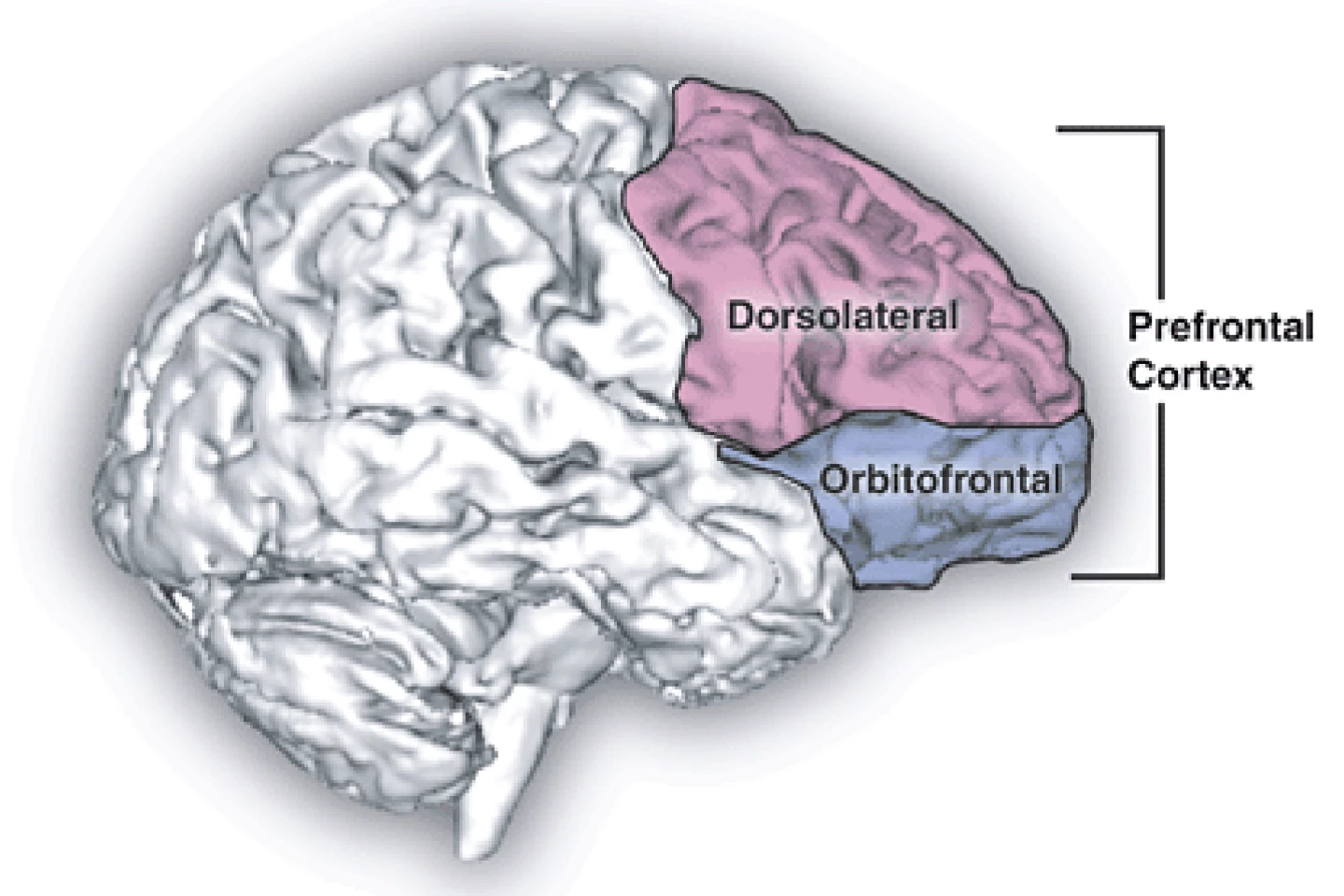 Anatomy of the prefrontal cortex