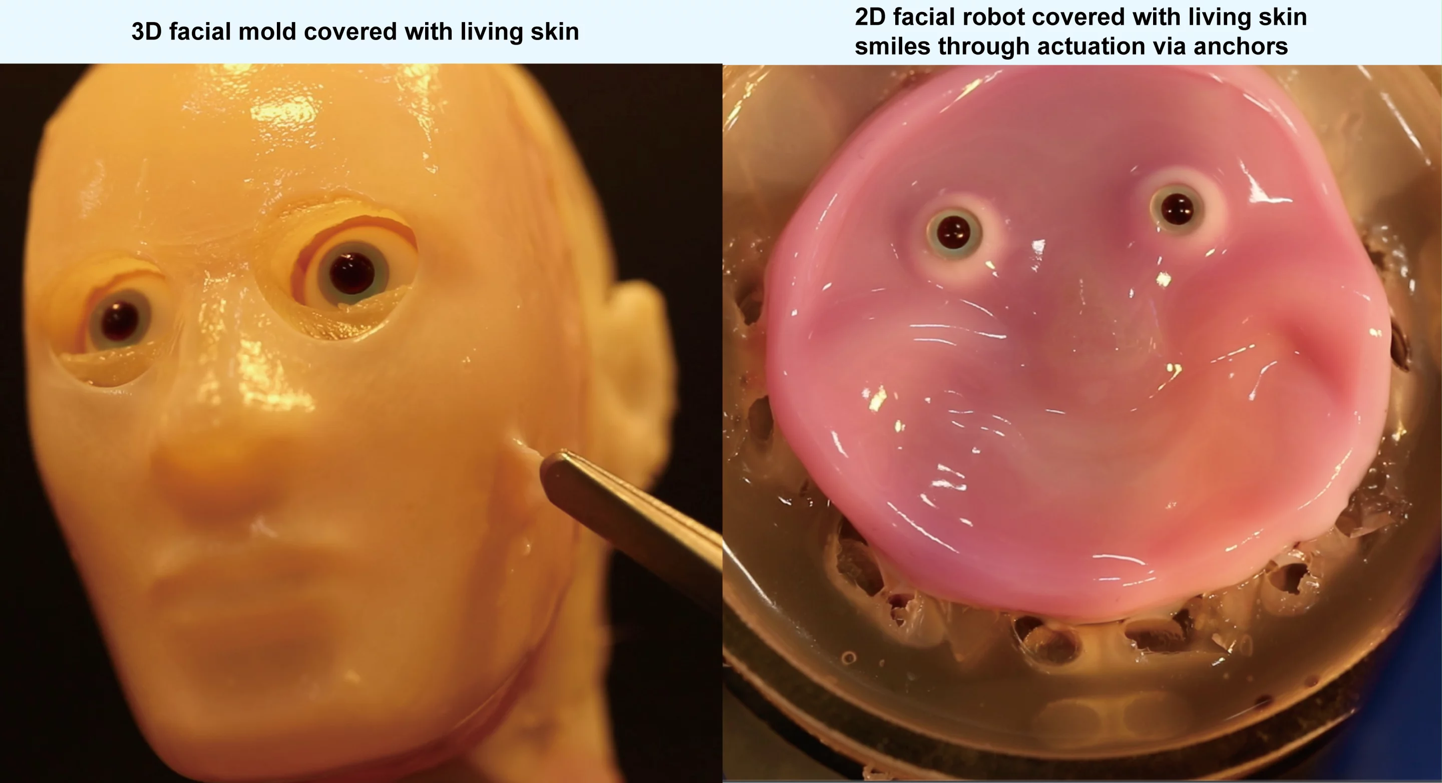The skin-covered facial mold (left) and the simplified smiley-face model
