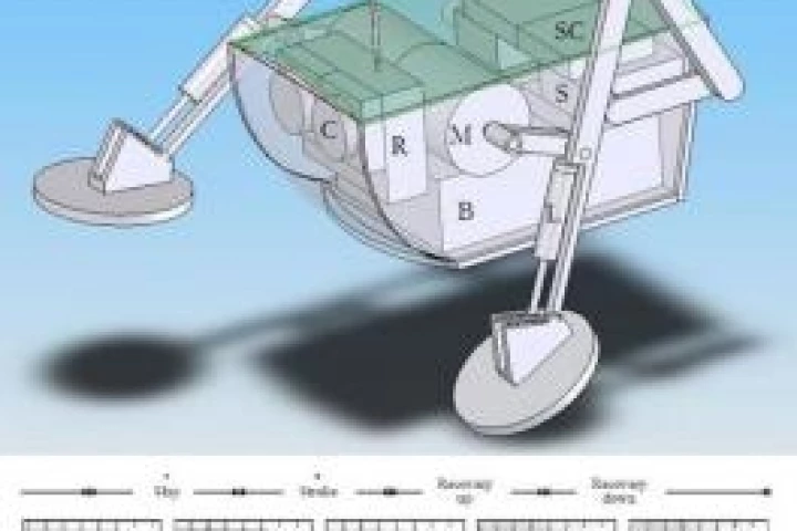 An early CAD design of the Water Runner Robot, also showing the basilisk lizard's water-running leg motions.