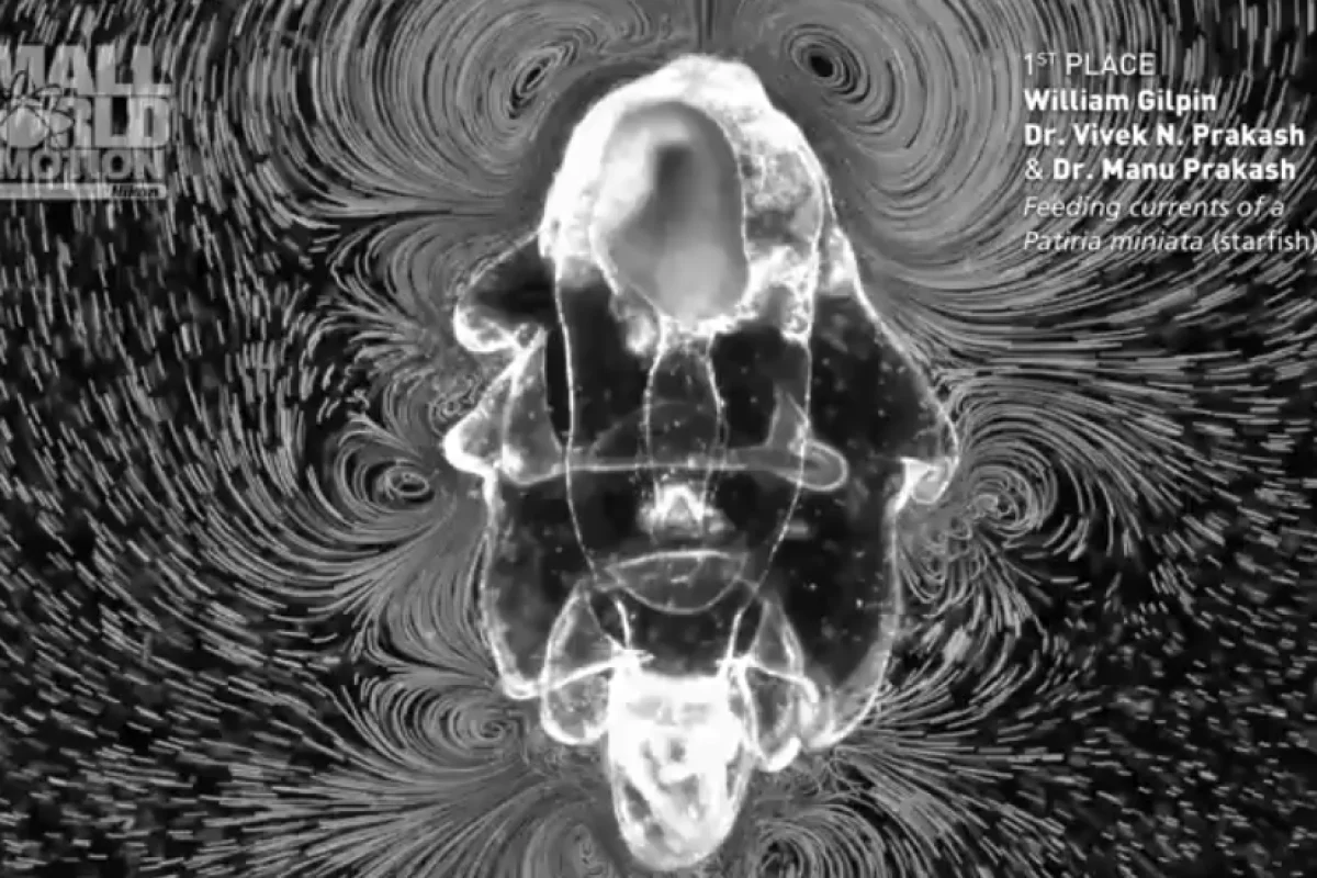 In the grand-prize-winning video, a starfish larva churns the water around it searching for food
