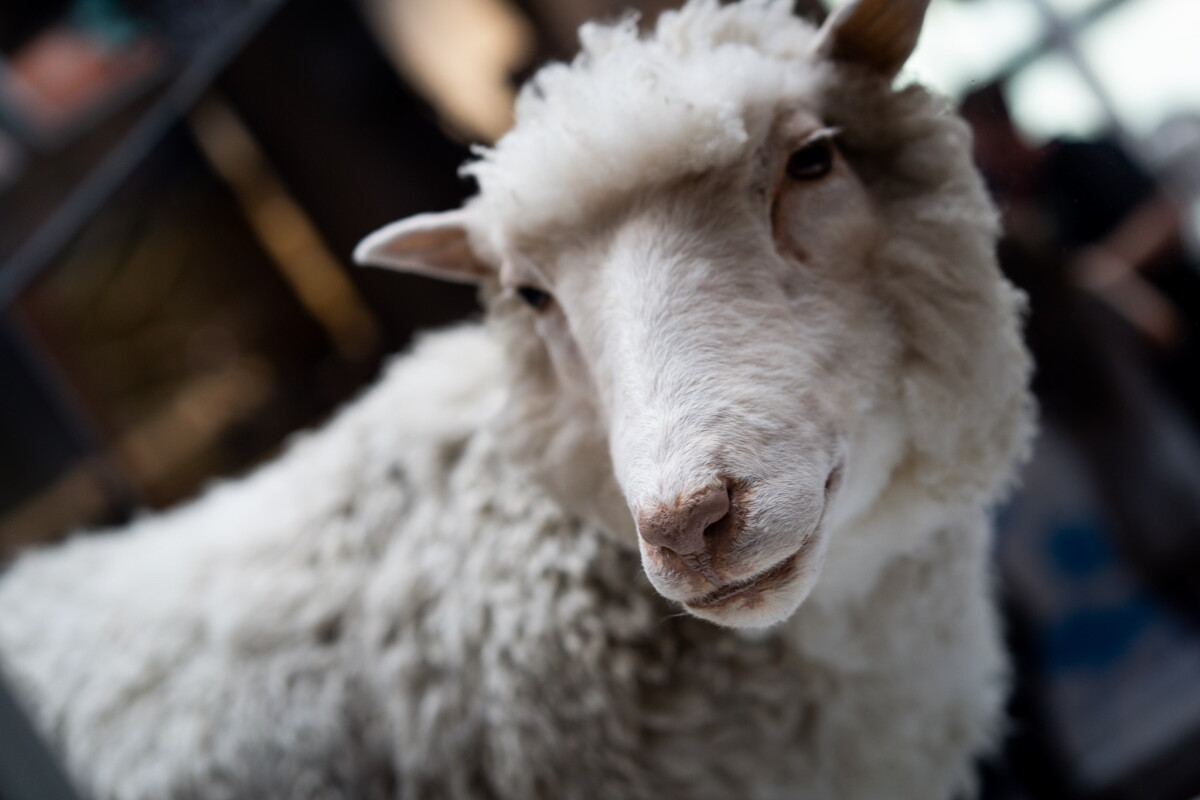 30 years since Dolly the sheep. This is where cloning science is at now