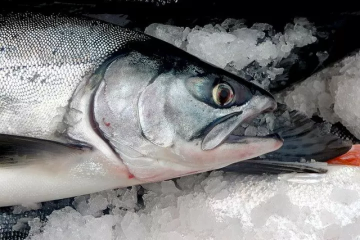 Scientists have created a rudimentary data storage device using salmon DNA (Photo: Isaac Wedin)