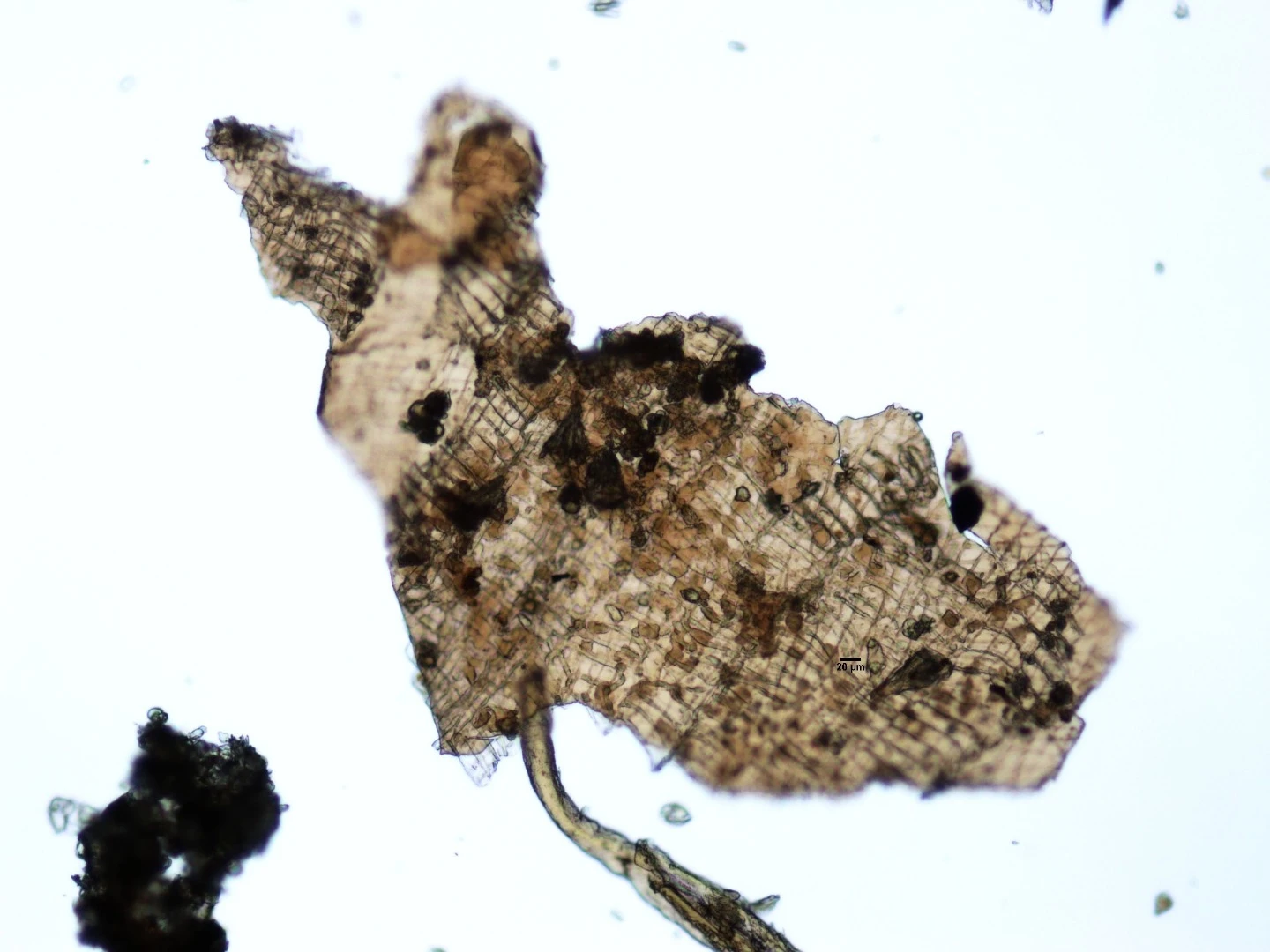 Plant tissue found in Ötzi's stomach