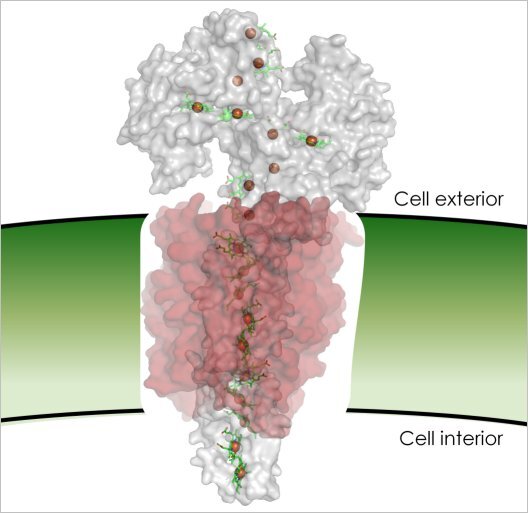 A diagram of the electron-transferring protein (Image: University of East Anglia)