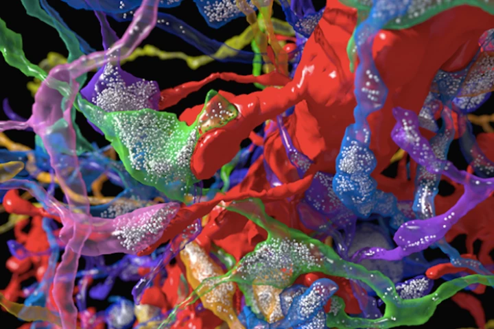 Advances in brain mapping were among the scientific highlights of 2015, making possible amazing images like this super-close-up reconstructed view of a mouse brain with the synaptic vesicles (little white dots that store neurotransmitters) visible