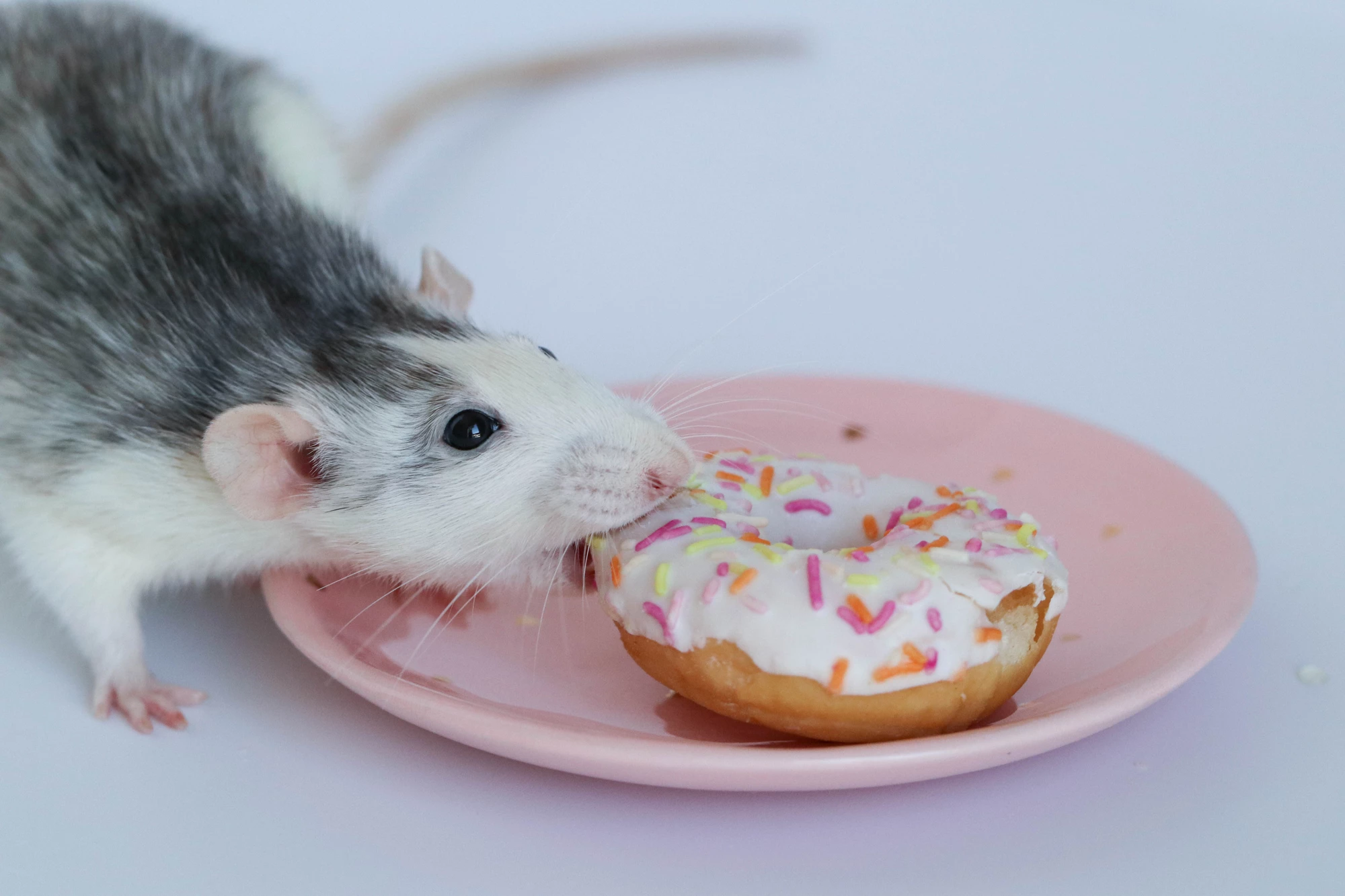 A new study has found how injections of a certain protein into the brain can help put mice and rats into remission from diabetes