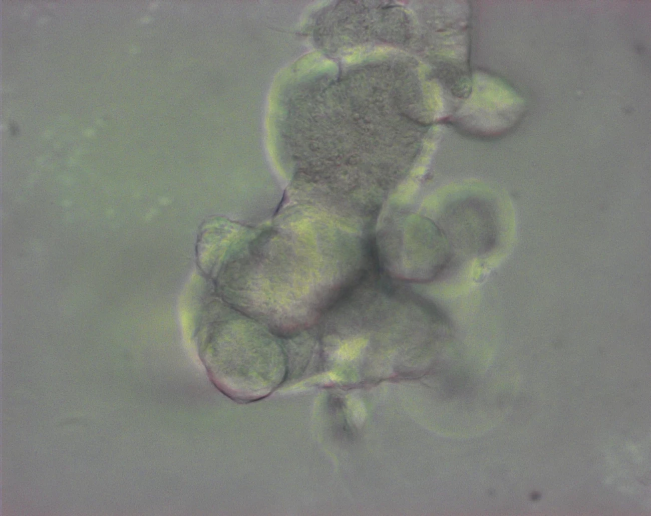 The process could be scaled up to screen for tens of thousands of compounds (Photo: Nick Hannan, University of Cambridge)