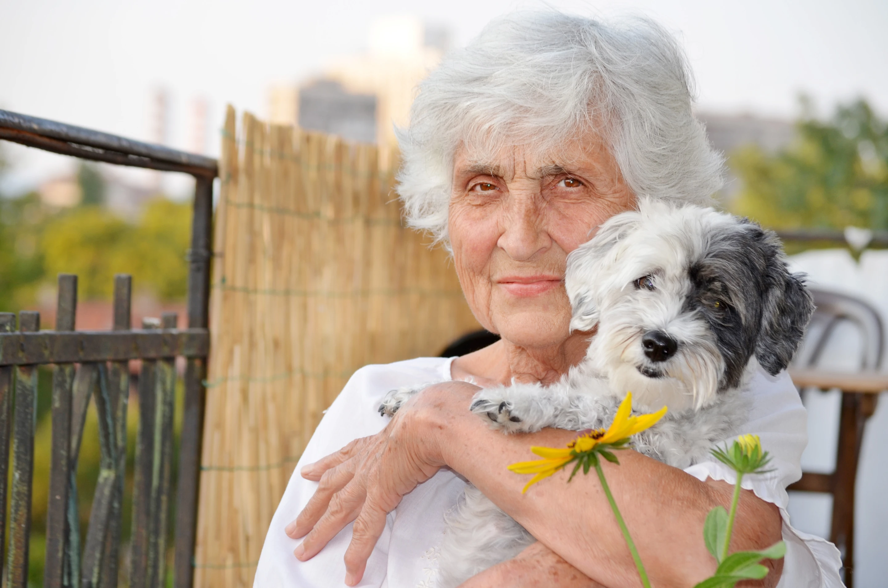 A sensor worn by dogs may assist in monitoring the seniors who own them (Photo: Shutterstock)
