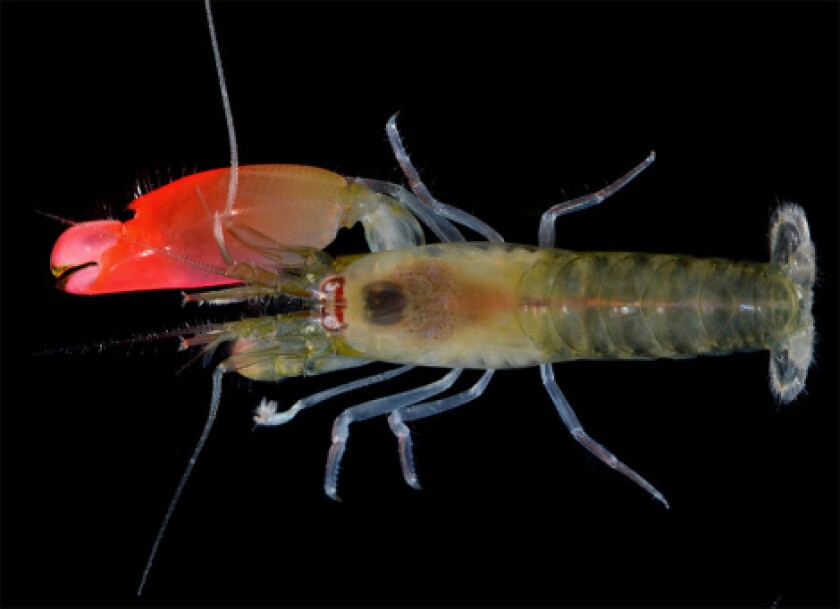 Named after the rock band, the Pink Floyd pistol shrimp has a bright pink claw and can stun or kill its prey with blasts of intense sound