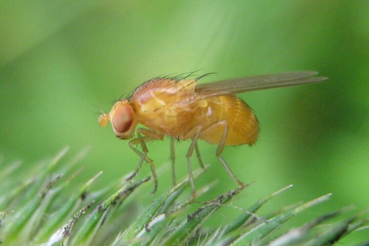 The researchers tested the new method on fruit flies genetically altered to model the diseases