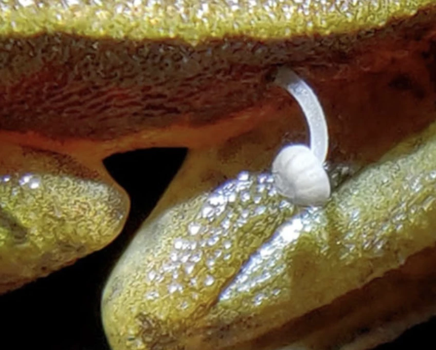 The frog seemed unbothered by its mushroom passenger