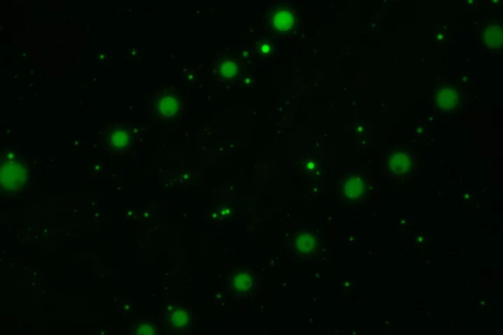The team's polyester microdroplets, stained with fluorescent dye, which could help fill in the gaps for how the first biological cells arose