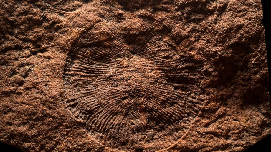 A 558-million-year-old fossil of Dickinsonia, which has now been found to not have a gut