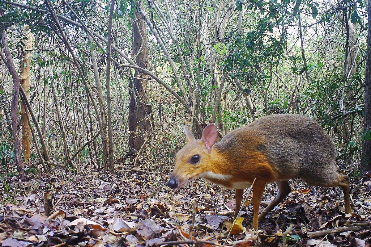 A silver-backed chevrotain captured on a camera trap in Vietnam