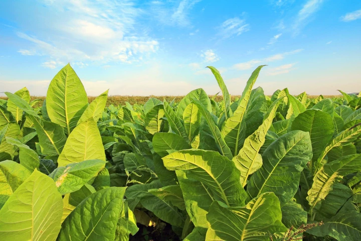 A newly developed RNA spray could help farmers keep pests and viruses away from their crops without resorting to harmful pesticides or costly GMO techniques