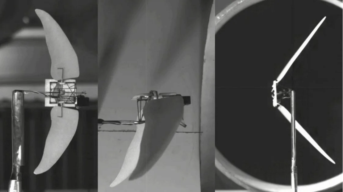 Researchers inspired by the wings of swifts and swftlets have developed an experimental Micro Air Vehicle which combines flapping and gliding flight modes for improved efficiency