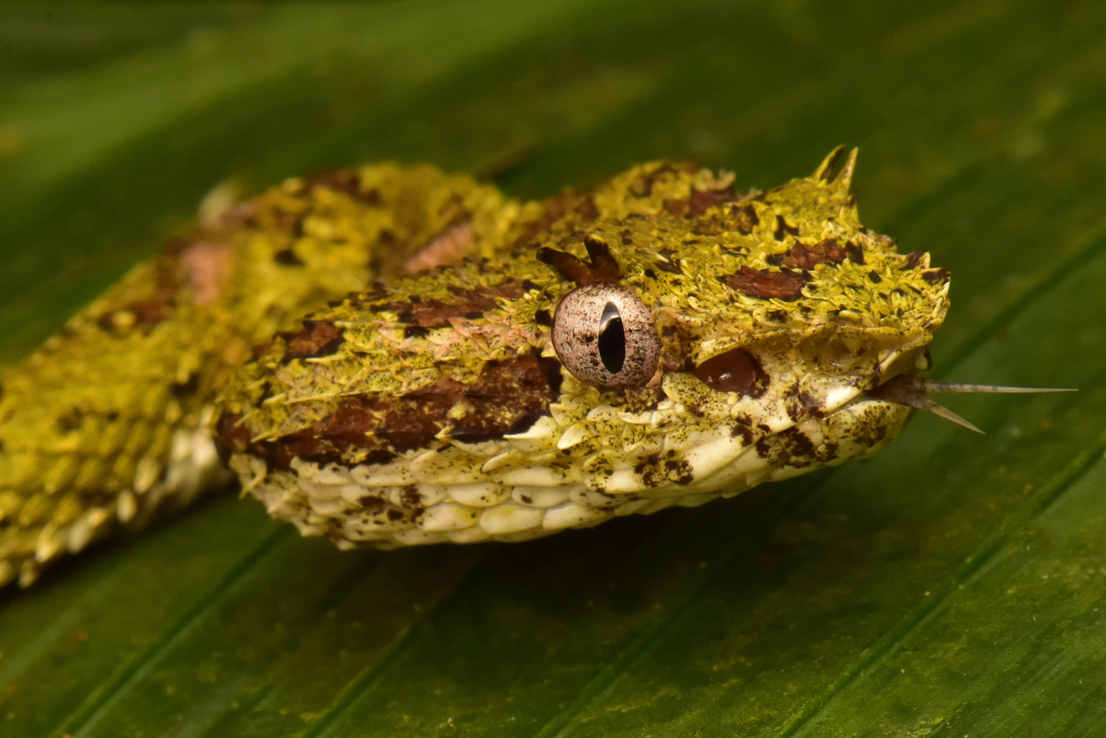 A venomous Eyelash Viper