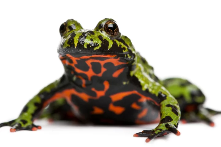 The oriental fire-bellied toad is native to Korea, and is a popular pet