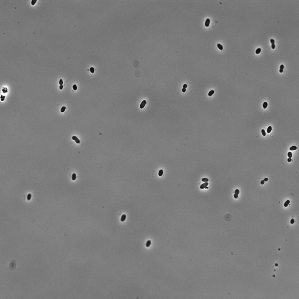 Zymomonas mobilis bacterium uses nitrogen gas to help produce cleaner, more abundant bioethanol (Photo: Indiana University)