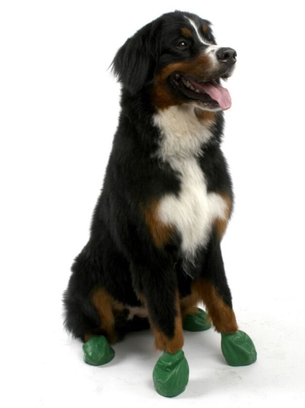 Pawz boots are like Wellingtons for dogs