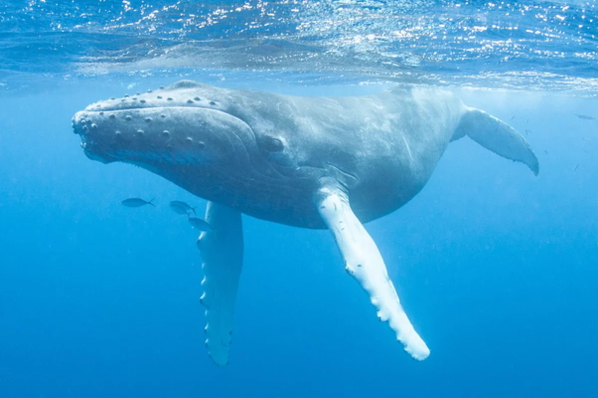 Humpback whales use stealth to sneak up on schools of fish