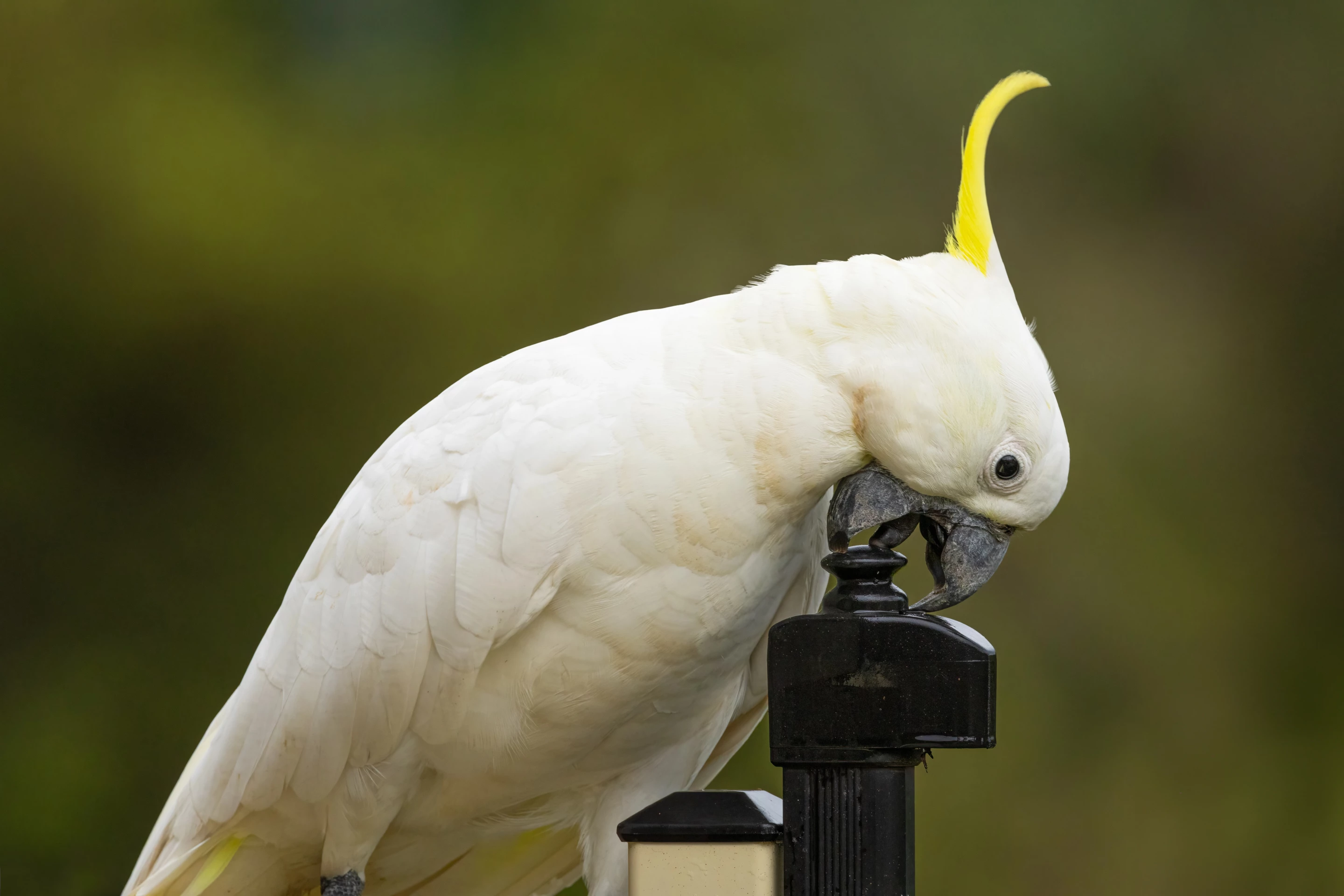 A cockatoo observed fiddling with the lock on a gate