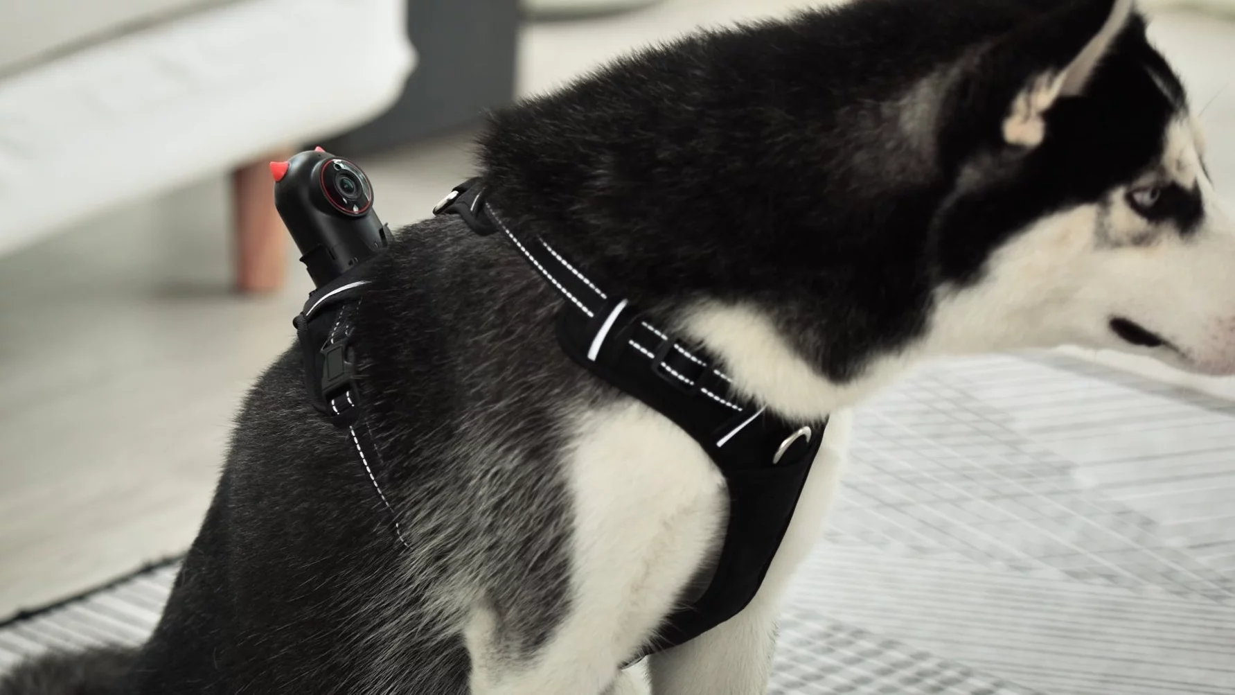 PetNow is available in five harness sizes