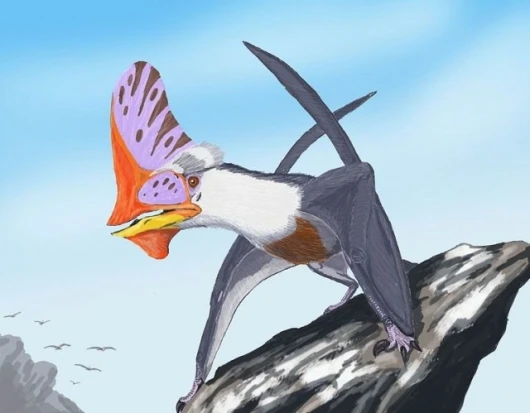 The "Tapejara" ("Ingridia") navigans.Image via Wikimedia Commons