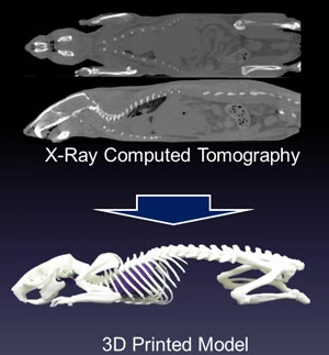 The CT scan data and the finished model