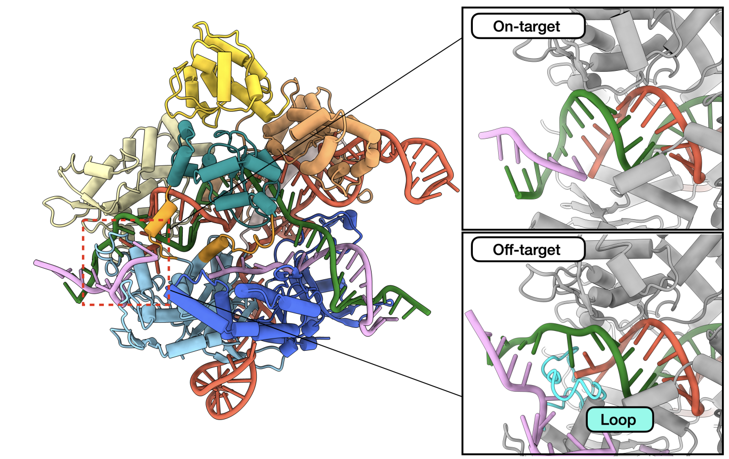 In this molecular model, CRISPR makes an edit to a DNA sequence (red and green). In an on-target edit (top right), the target sequence will match the guide (pink), but in an off-target edit (bottom right),