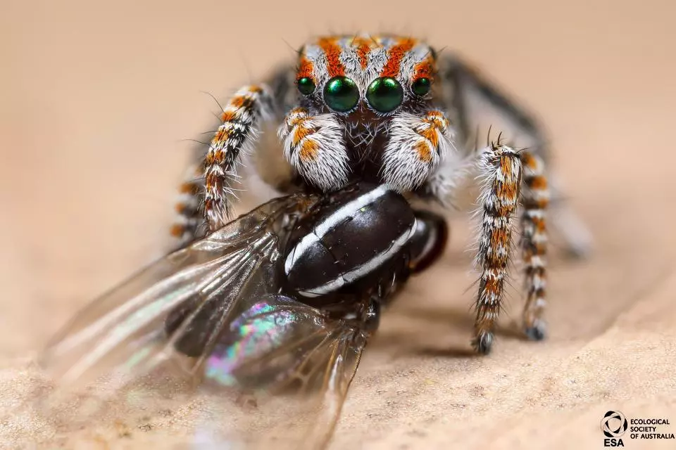 This remarkable photo by Thomas Sayers shows a peacock spider, Maratus tasmanicus (which is a kind of jumping spider), predating a fly. It was short-listed in the Animals sub-category