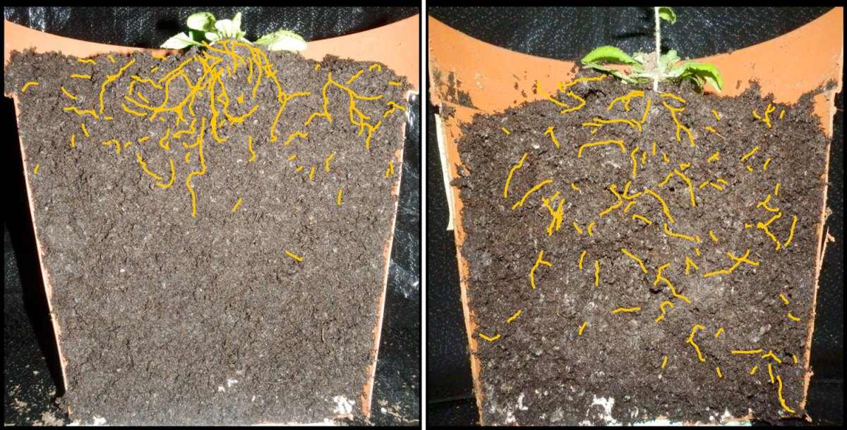 The root system of the thale cress plant, spliced in half for easier study