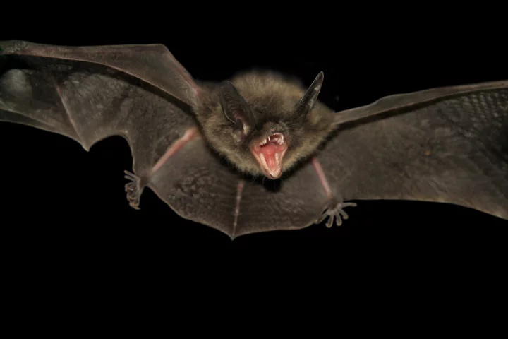The ultrasonic squeaks of bats inspired a new radiation technique to inspect pipelines