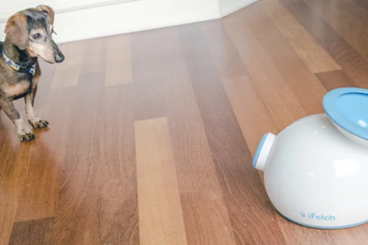A dog playing with the iFetch device
